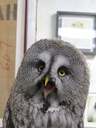 Illustration for article titled Who Thinks Japan's Owl Cafes Are a Hoot?